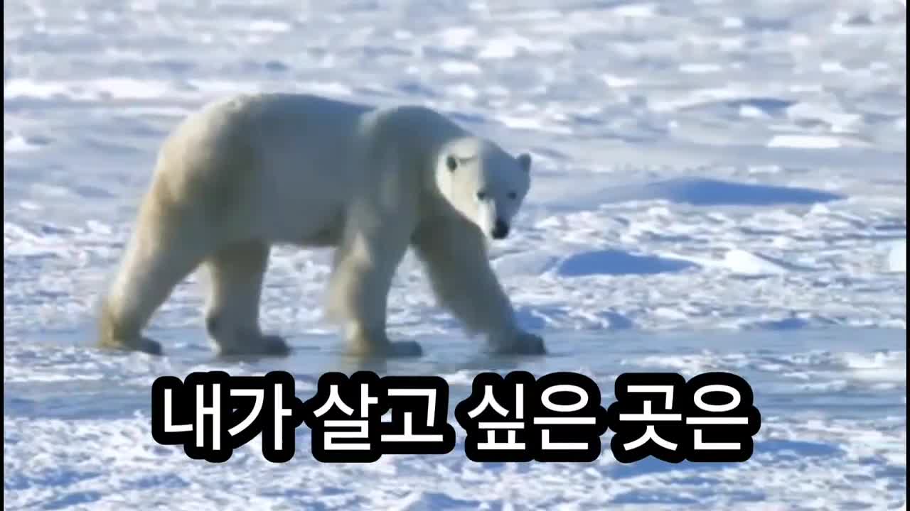 북극곰영상