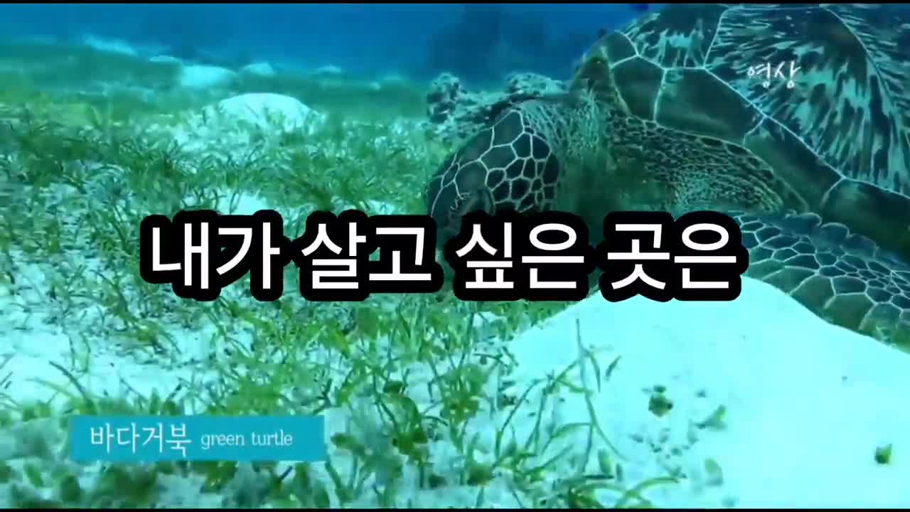 바다거북